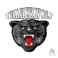 Beast wolf face from the front view with bared teeth. Logo for any sport team timberwolf isolated on white