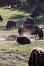 beastly american bisons in green plains of the Black Hills, South Dakota, USA