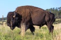 Beastly single american bison in green plains of the Black Hills
