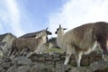 Beasts of Machu Picchu, Peru, climbing on a stone wall