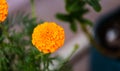 Marigold image flower, best HD image flower, beautiful flower Royalty Free Stock Photo