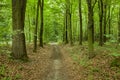 A beaten path through a green forest with fallen leaves Royalty Free Stock Photo