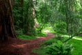 Beaten path leading around the bend and into the forest