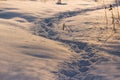Beaten path through a snow-covered field