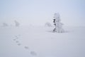 A beaten path in the snow between snowy dwarf spruces on a foggy day.