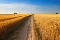 a beaten pathway winding through golden wheat fields