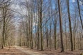 A beaten trail or track through bare woods in Skrylle on a winter sunny day conveys tranquillity and peace amid lethargic nature