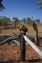 Beaten up Australian bushmans` hat on fence.