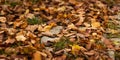 Beatiful autumn leaves background. Fall season