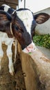 Beatiful Baby Cow, White And Brown Royalty Free Stock Photo