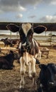 Beatiful Baby Cow, White And Brown, Royalty Free Stock Photo