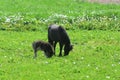 Beatiful Black Miniature Horse Family in a Lush Grass Field Royalty Free Stock Photo