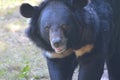 Beatiful Black Sun Bear with a Bit of a Grin Royalty Free Stock Photo