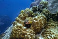 Beatiful Blacktip Grouper and sea fish swim around hard coral reef in deep dive blue water in travel scuba diving activity with Royalty Free Stock Photo