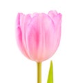 Bright purple tulip on white background Royalty Free Stock Photo