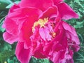 Beatiful blooming pink Paeonia flower