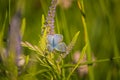 Beatiful blue butterfly sitting on a veronica flower. Small butterfly on gypsyweed. Closeup of insect on plant.