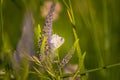 Beatiful blue butterfly sitting on a veronica flower. Small butterfly on gypsyweed. Closeup of insect on plant.