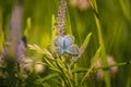 Beatiful blue butterfly sitting on a veronica flower. Small butterfly on gypsyweed. Closeup of insect on plant.