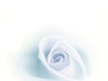 Beatiful blur blue rose faded on white background. Royalty Free Stock Photo