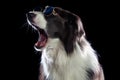 Beautiful border collie dog yawning Royalty Free Stock Photo
