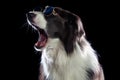 Beautiful border collie dog yawning