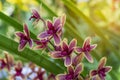 Beatiful Branch of Purple orchids blooming