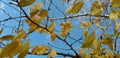 Beatiful branch and sky