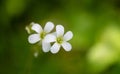 Close up Small white flowers on soft green background after rain