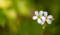 Close up Small white flowers on soft green background after rain