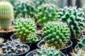 Beatiful Cactus group in pot Royalty Free Stock Photo