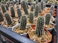 beatiful cactus in a pot for sell, cactus fair in Thailand Royalty Free Stock Photo