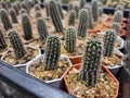 beatiful cactus in a pot for sell, cactus fair in Thailand Royalty Free Stock Photo