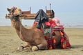 Beatiful camel Royalty Free Stock Photo