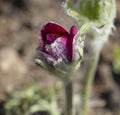 Beatiful close up Pulsatilla pratensis bud. Purple violet Flower bud small pasque flower, prairie crocus, and cutleaf Royalty Free Stock Photo