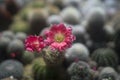 Beatiful closeup cactus in garden