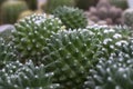 Beatiful closeup cactus in garden