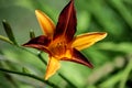 Beatiful colorful Lilium flower in a garden.