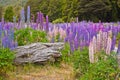 Beatiful colorful lupins blooming in New Zealand