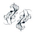 Beatiful fishes ink drawing vector