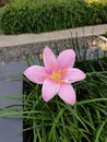 The Beatiful Flower