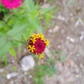 Beatiful flower on front my home. Natural from nature