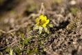 Beatiful flower with hard working bee Royalty Free Stock Photo