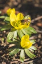 Beatiful flower with hard working bee Royalty Free Stock Photo