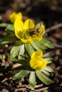 Beatiful flower with hard working bee Royalty Free Stock Photo