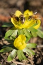 Beatiful flower with hard working bees Royalty Free Stock Photo