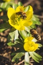 Beatiful flower with hard working bees Royalty Free Stock Photo