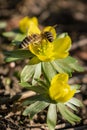 Beatiful flower with hard working bees Royalty Free Stock Photo