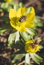 Beatiful flowers with hard working bees Royalty Free Stock Photo