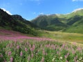 Beatiful flowers in the middle of warm spring in High Tatras Royalty Free Stock Photo